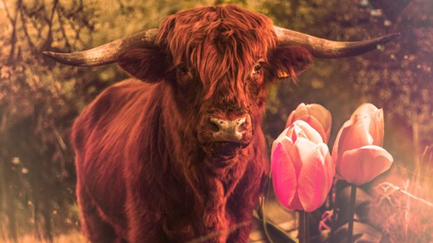 Bik-Ferdinand-voli-da-mirise-nizizemske-lale