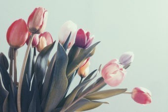 Ко не воли низоземске лале, не мора ни да их мирише