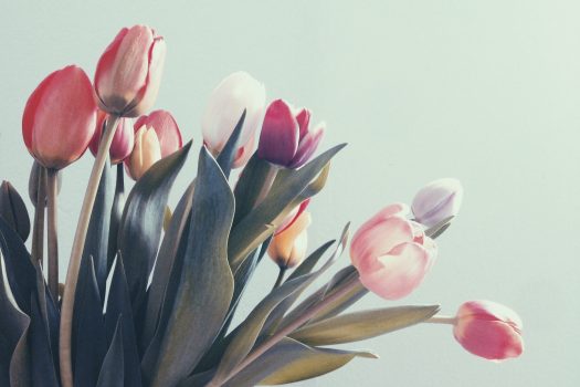 Ко не воли низоземске лале, не мора ни да их мирише